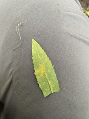 Coleosporium solidaginis