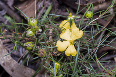 Hibbertia virgata