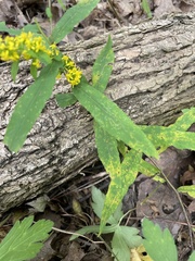 Coleosporium solidaginis