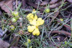 Hibbertia virgata