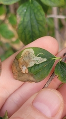 Liriomyza philadelphivora