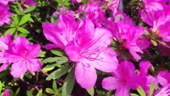 Rhododendron × pulchrum