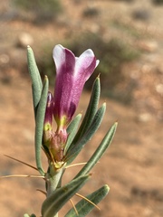 Pachypodium bispinosum