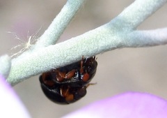 Parexochomus nigromaculatus