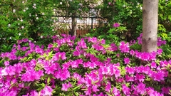 Rhododendron × pulchrum