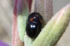 Parexochomus nigromaculatus