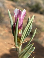 Pachypodium bispinosum