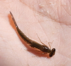 Lestidae