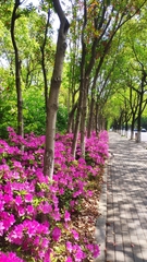 Rhododendron × pulchrum