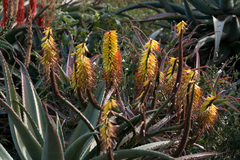 Aloe candelabrum