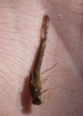 Lestidae
