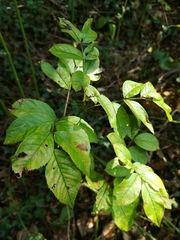 Rosa multiflora