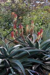 Aloe candelabrum