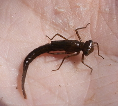 Lestidae