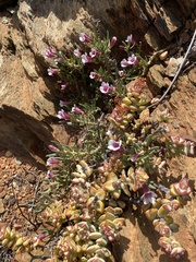 Pachypodium bispinosum