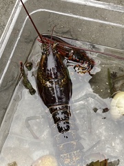 Homarus americanus