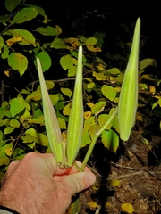 Asclepias exaltata