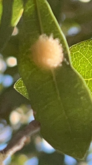 Druon quercuslanigerum