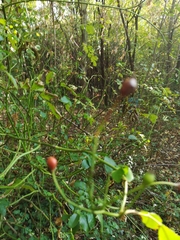 Rosa multiflora