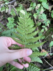 Dryopteridoideae