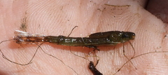 Lestidae
