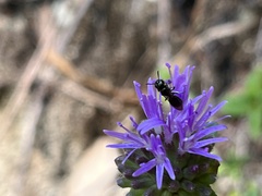 Monardella purpurea