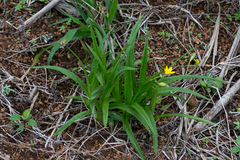 Hypoxis angustifolia