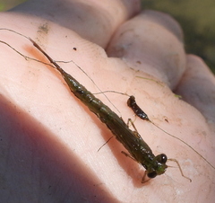 Lestidae