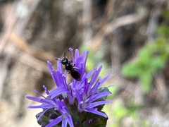 Monardella purpurea