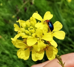 Ascolhedybius hirtus