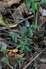 Polygala serpentaria