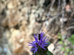 Monardella purpurea