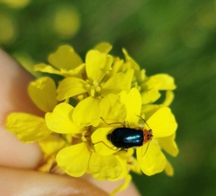 Ascolhedybius hirtus