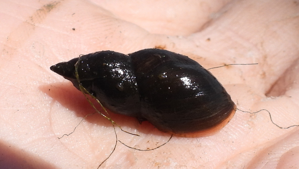Ladislavella terebra