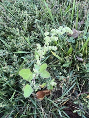 Chenopodium album