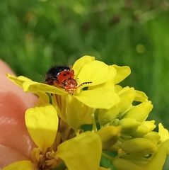 Ascolhedybius hirtus