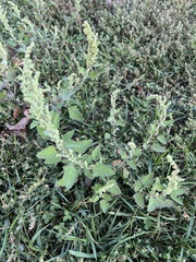 Chenopodium album