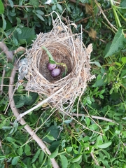 Pycnonotus xanthopygos