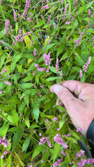 Persicaria longiseta