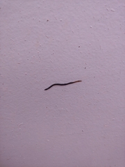 Nematoda