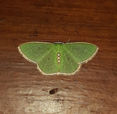 Synchlora