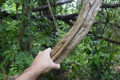 Senegalia westiana