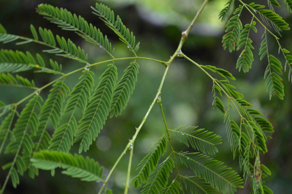 Senegalia westiana