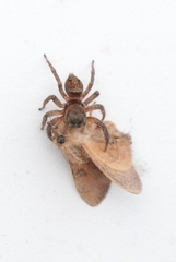 Hasarius adansoni