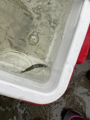 Alosa pseudoharengus