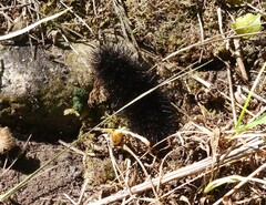 Hypercompe scribonia