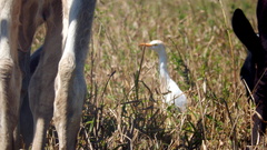 Bubulcus ibis