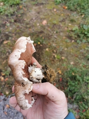 Agaricus sylvaticus