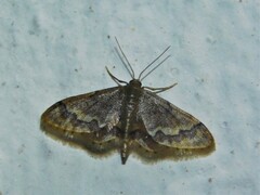 Idaea apoa