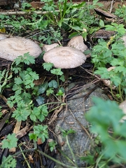 Fungi